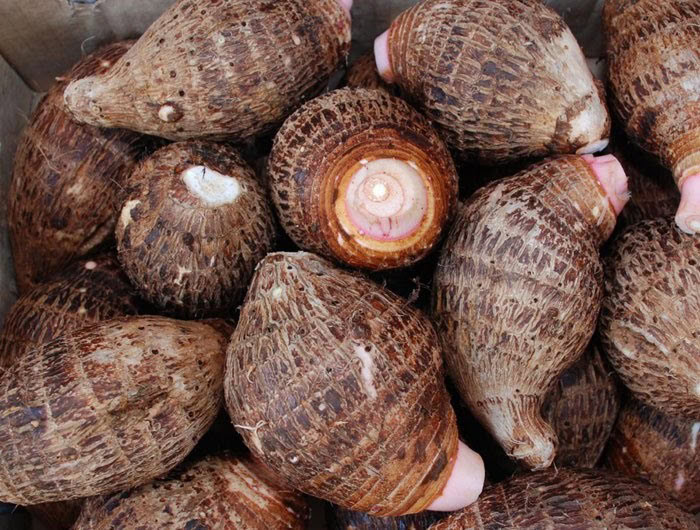 inhame coco | Dicas de Saúde