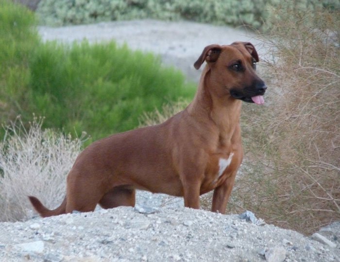 Dachshund Lab Mix (Doxidor)