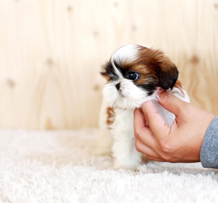 Shih tzu temperament