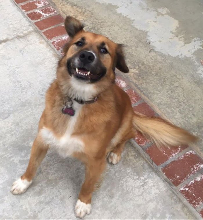 white german shepherd golden retriever mix