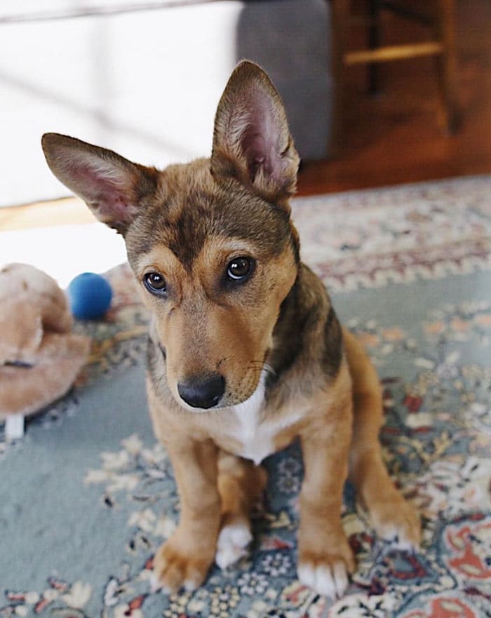 corgi german shepherd mix puppies