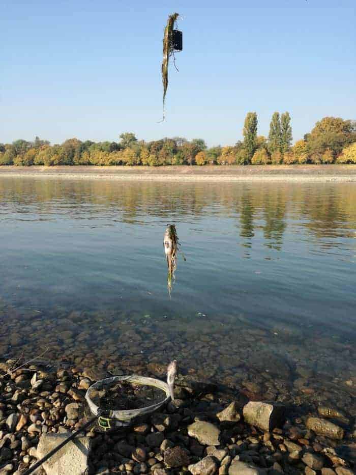márna horgászat