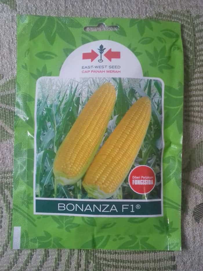 bibit jagung bibit jagung