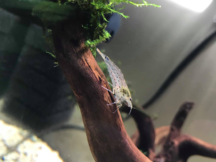 Amano Shrimp