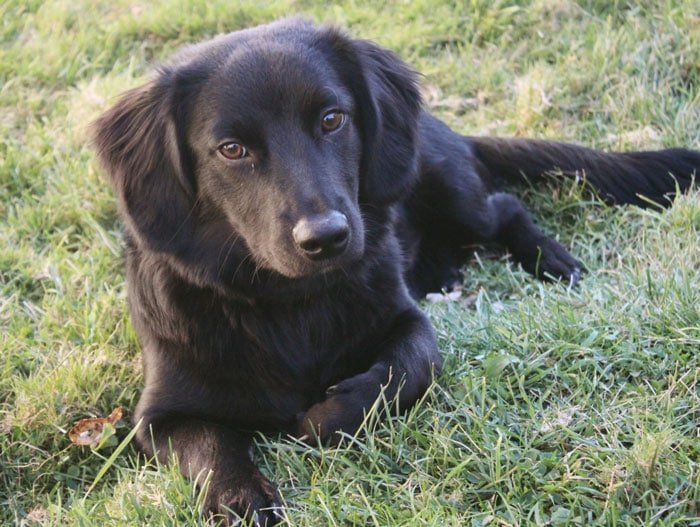 Dachshund Lab Mix Are These Two Favorites Your Match