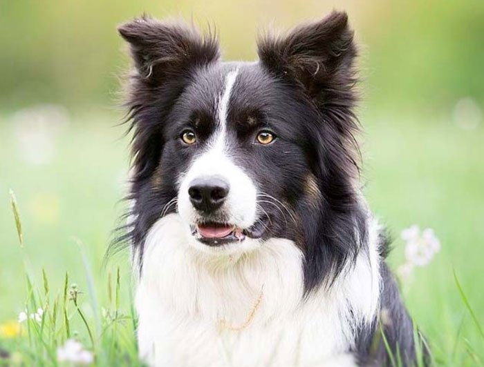 Border Collie