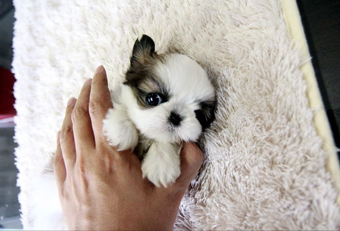 Shih Tzu playing