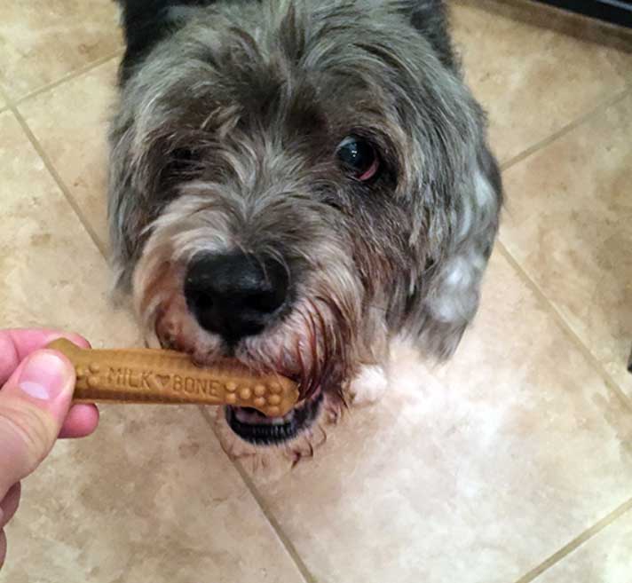 Dog and dental chews