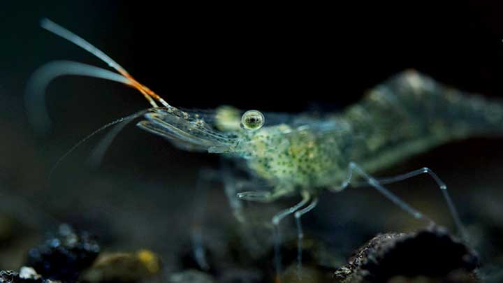 Ghost Shrimp Care Guide Aquarium Feeding Aquascape