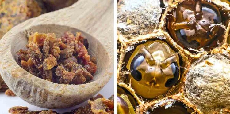 propolis | Dicas de Saúde propolis