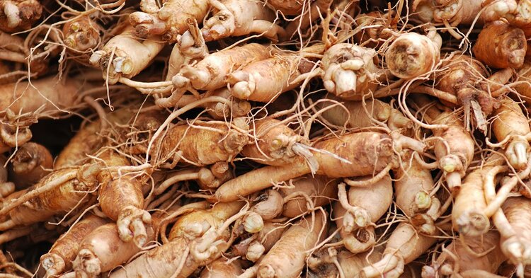 beneficios - Raiz de Ginseng Siberiano | Dicas de Saúde