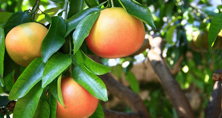 toranja-1 | Dicas de Saúde