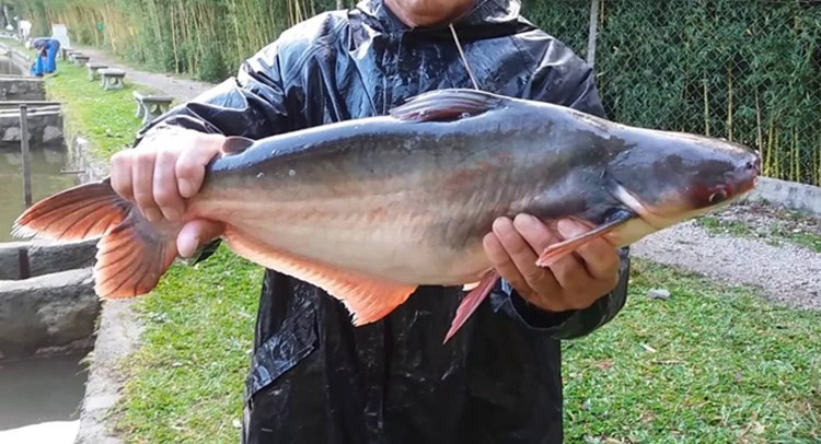 peixe panga | Dicas de Saúde peixe panga