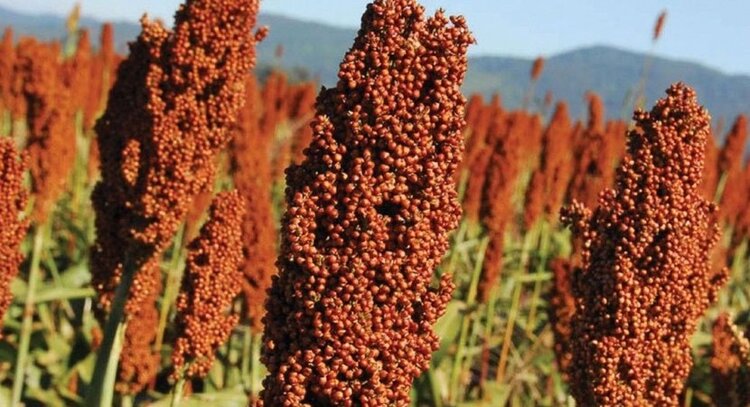 Sorgo | Dicas de Saúde Sorgo