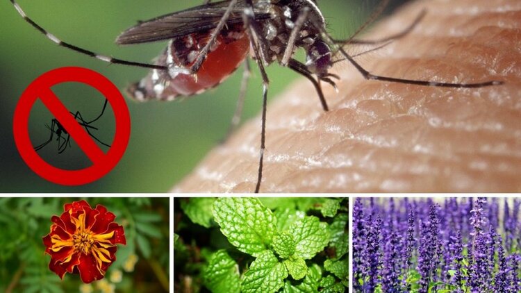 Plantas que funcionam como Repelentes Naturais | Dicas de Saúde