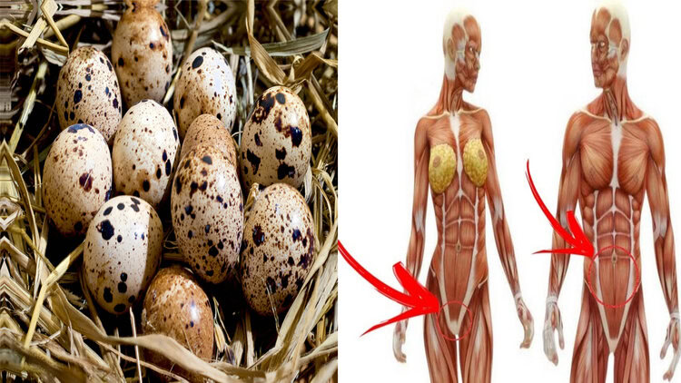 comer ovos de codorna todos dias comer ovos de codorna todos dias