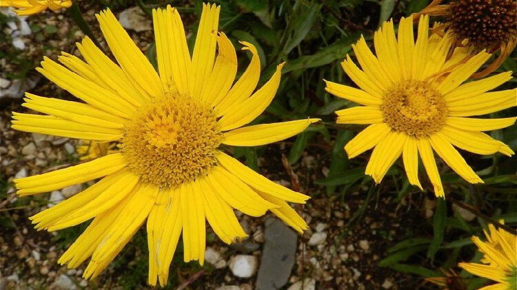 arnica montana | Dicas de Saúde arnica montana