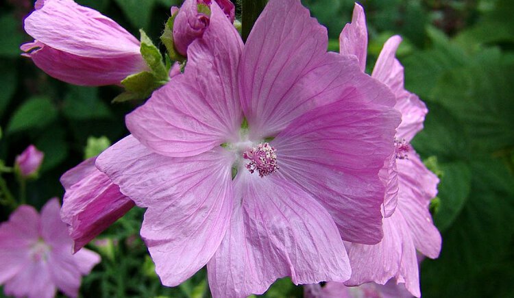 Malva Moschata | Dicas de Saúde