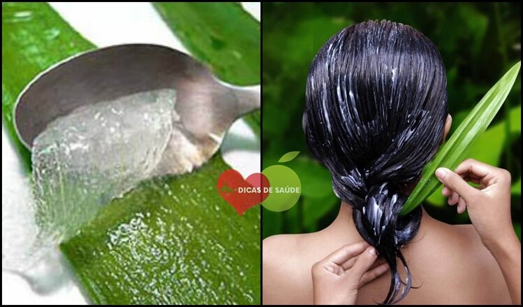 Aloe Vera Para Hidratar o Cabelo | Dicas de Saúde Aloe Vera Para Hidratar o Cabelo