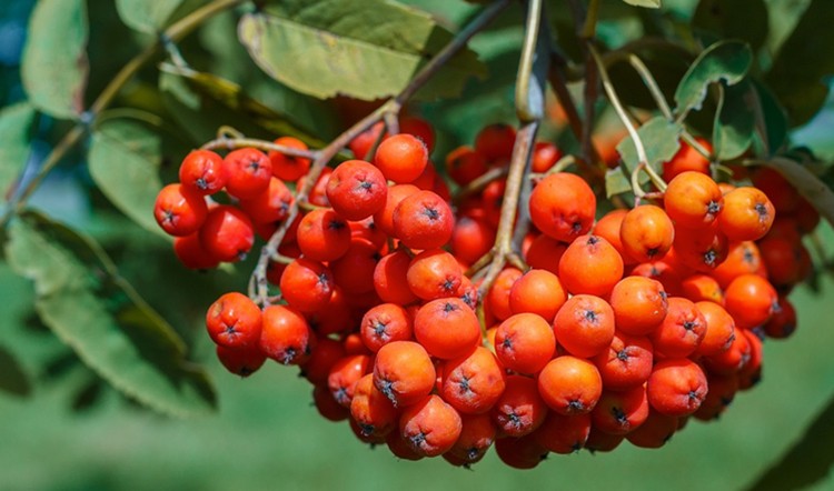 frutas de tramazeira | Dicas de Saúde