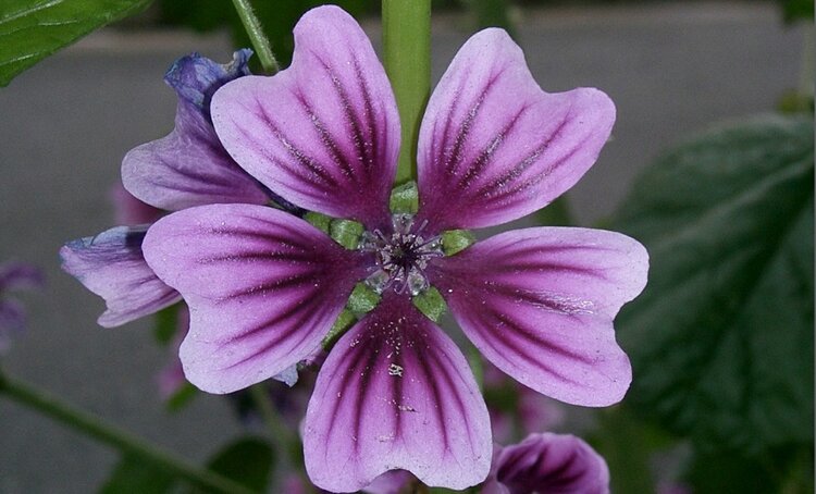 Malva sylvestris | Dicas de Saúde