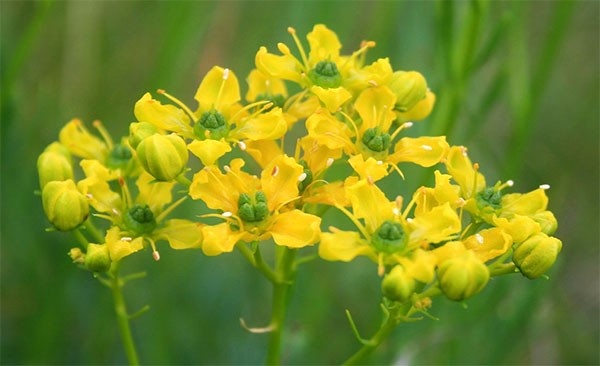 Arruda Arruda