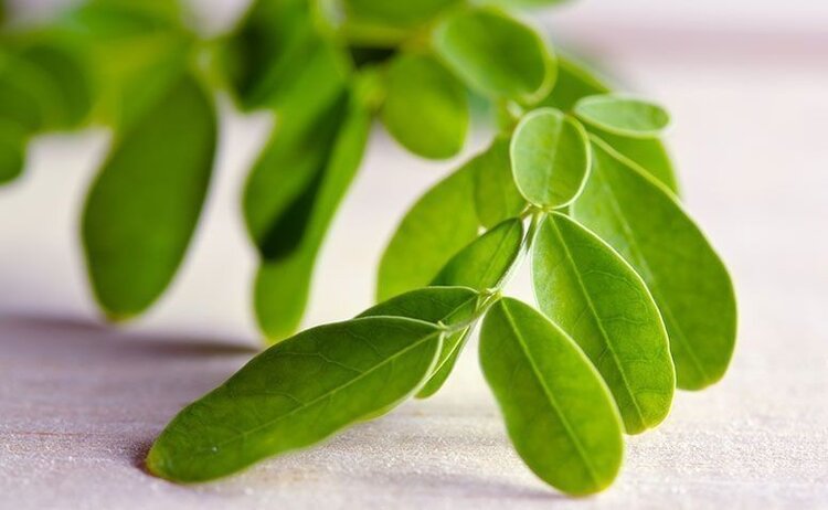Moringa | Dicas de Saúde Moringa