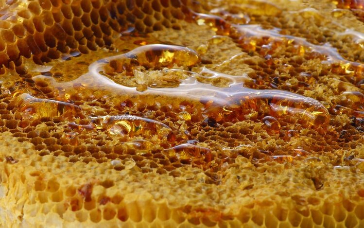 beneficios do Mel Silvestre para saude | Dicas de Saúde