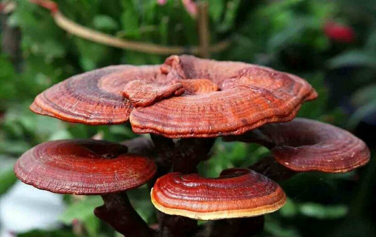 cogumelo reishi para a imunidade | Dicas de Saúde cogumelo reishi para a imunidade