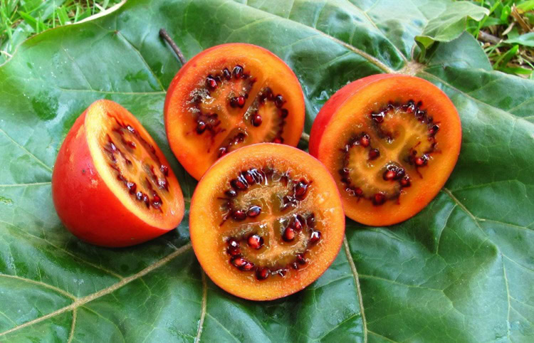 benefícios do tamarillo | Dicas de Saúde benefícios do tamarillo