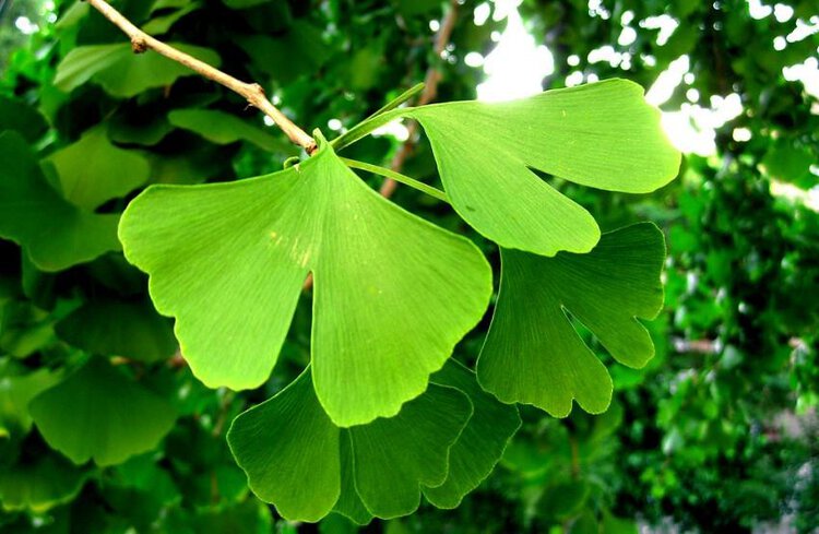 benefícios da ginkgo biloba benefícios da ginkgo biloba