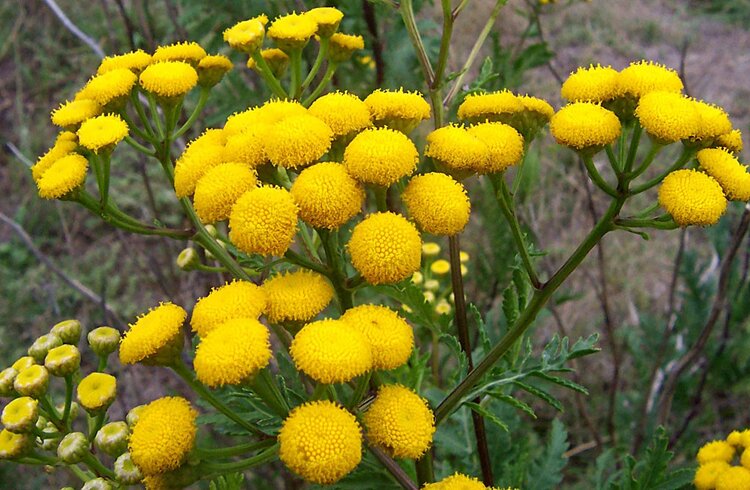 Catinga-de-mulata beneficios | Dicas de Saúde Catinga-de-mulata beneficios