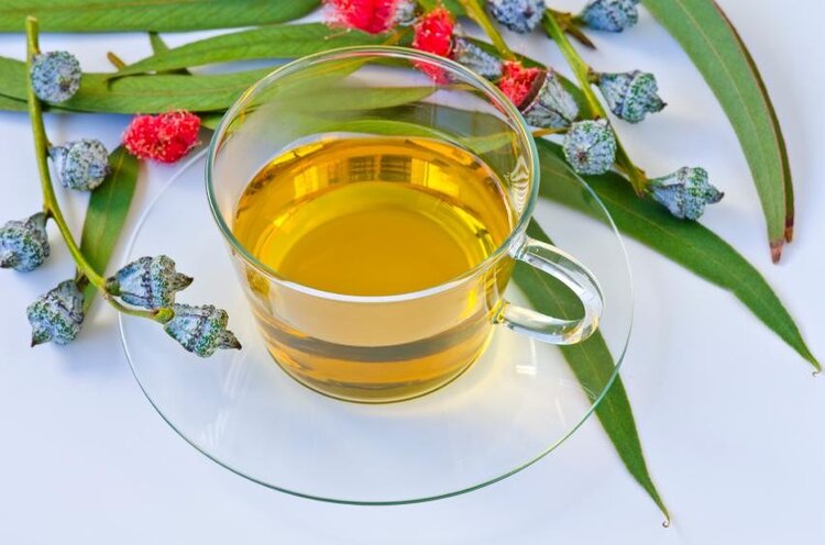 cha-de-eucalipto-para-aliviar-a-bronquite%e3%80%90receita-completa%e3%80%91 | Dicas de Saúde