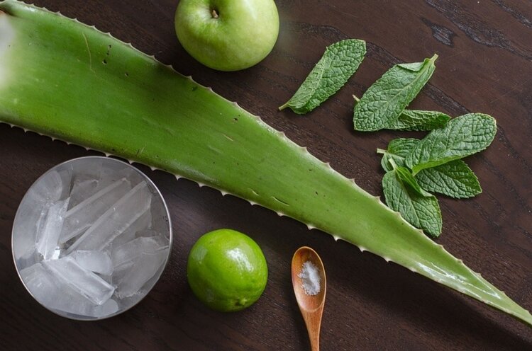 aloe vera | Dicas de Saúde