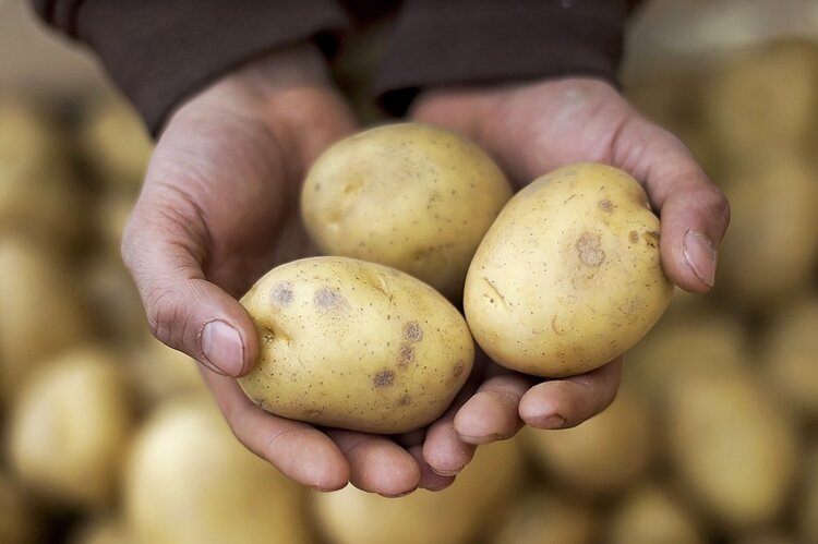 a batata | Dicas de Saúde