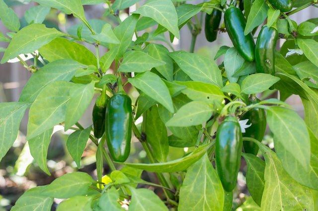 pimenta jalapeño beneficios | Dicas de Saúde