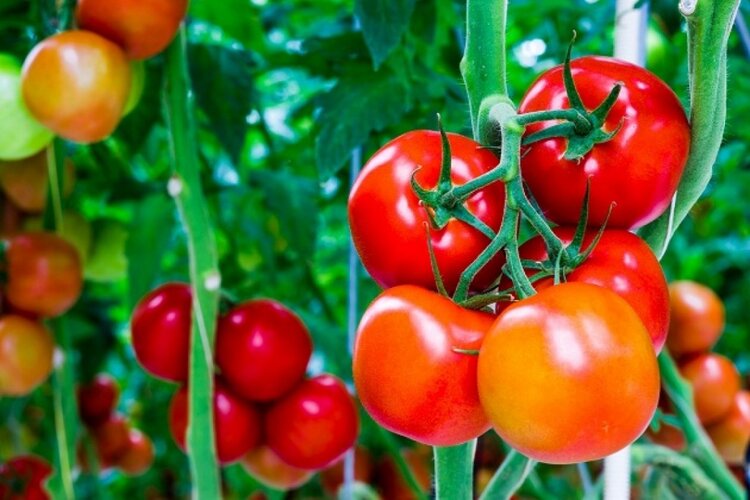 tomate-efeito-colateral