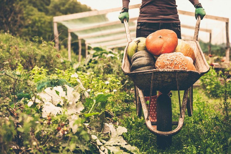 Alimentos Orgânicos | Dicas de Saúde Alimentos Orgânicos
