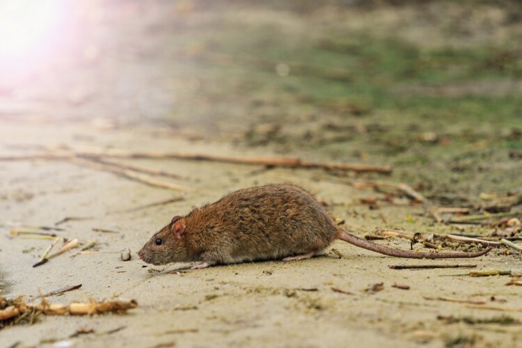 tularemia-3 | Dicas de Saúde