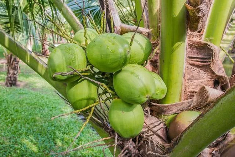 agua-de-coco-1 | Dicas de Saúde