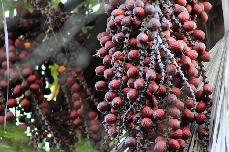 buriti | Dicas de Saúde