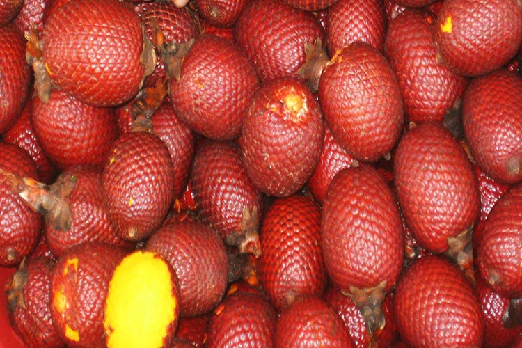 buriti-6 | Dicas de Saúde