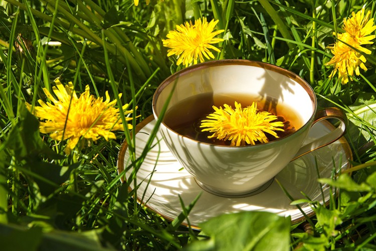Chá de Arnica | Dicas de Saúde Chá de Arnica