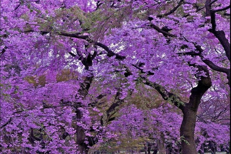 ipê roxo | Dicas de Saúde