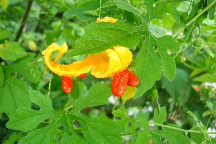 beneficios das folhas do melao amargo beneficios das folhas do melao amargo