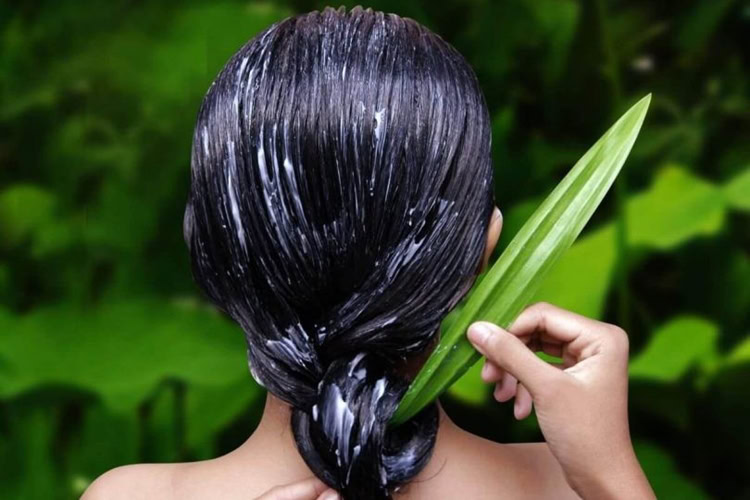 babosa no cabelo | Dicas de Saúde