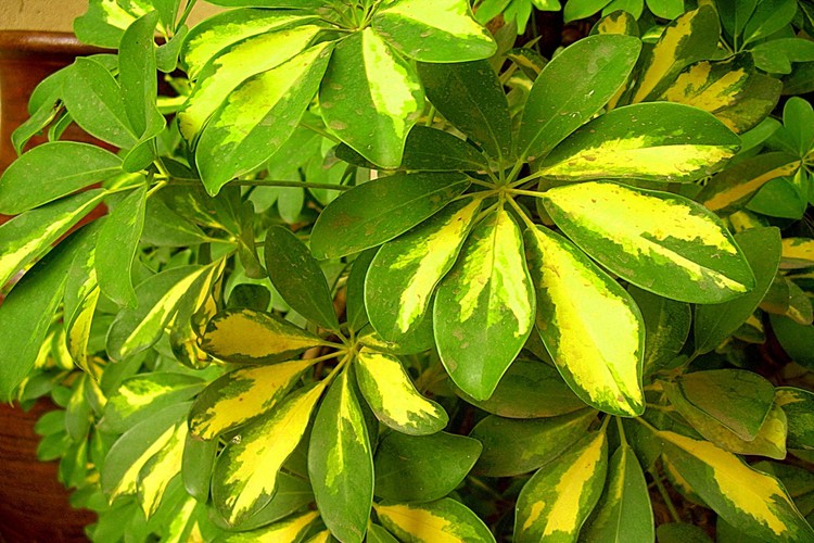 plantas-toxicas | Dicas de Saúde plantas-toxicas