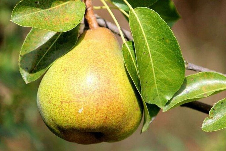 perder peso com pera | Dicas de Saúde
