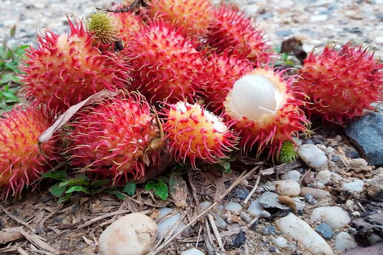 fruta rambutam | Dicas de Saúde fruta rambutam