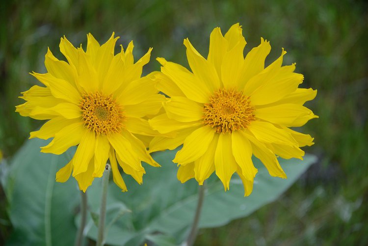 arnica-8 | Dicas de Saúde